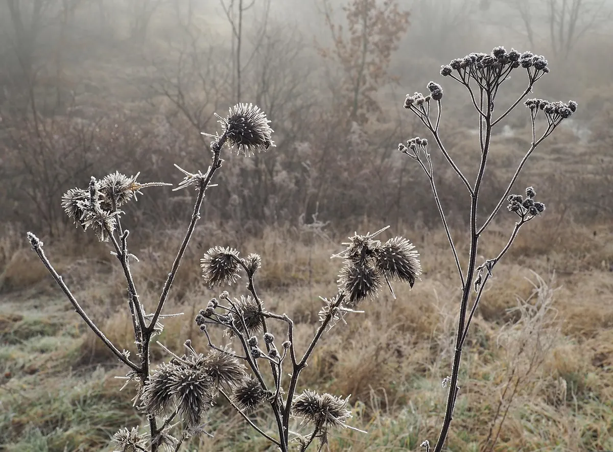 Freezing Fog and Black Ice: A Winter Safety Checklist